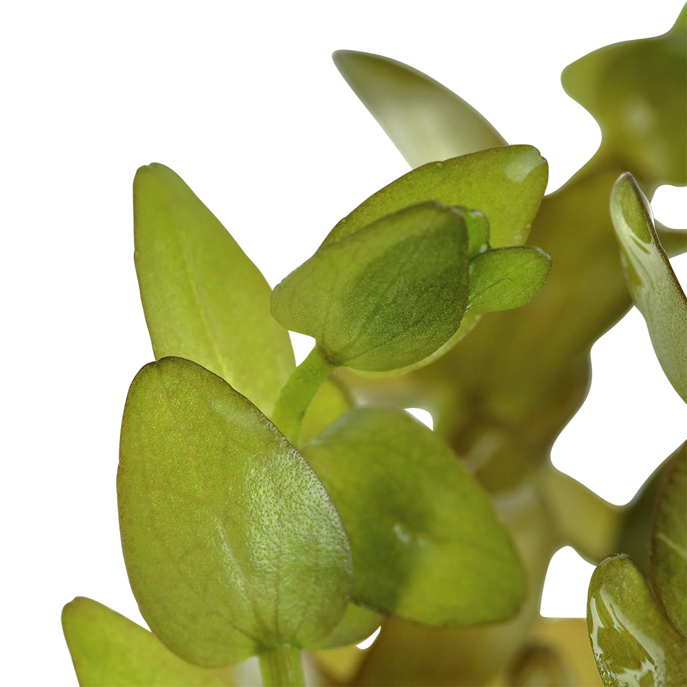 Bacopa caroliniana - Großes Fettblatt - im Bund Bacopa caroliniana - Großes Fettblatt - im Bund