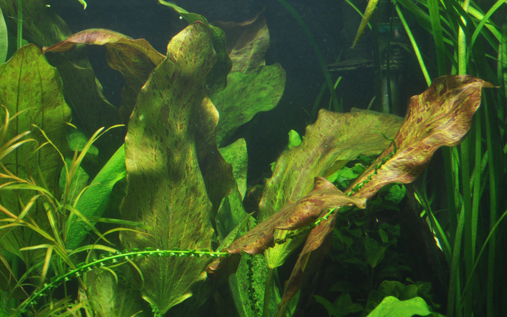 Echinodorus 'Ozelot' - Ozelot-Schwertpflanze - Mutterpflanze im XL-Topf