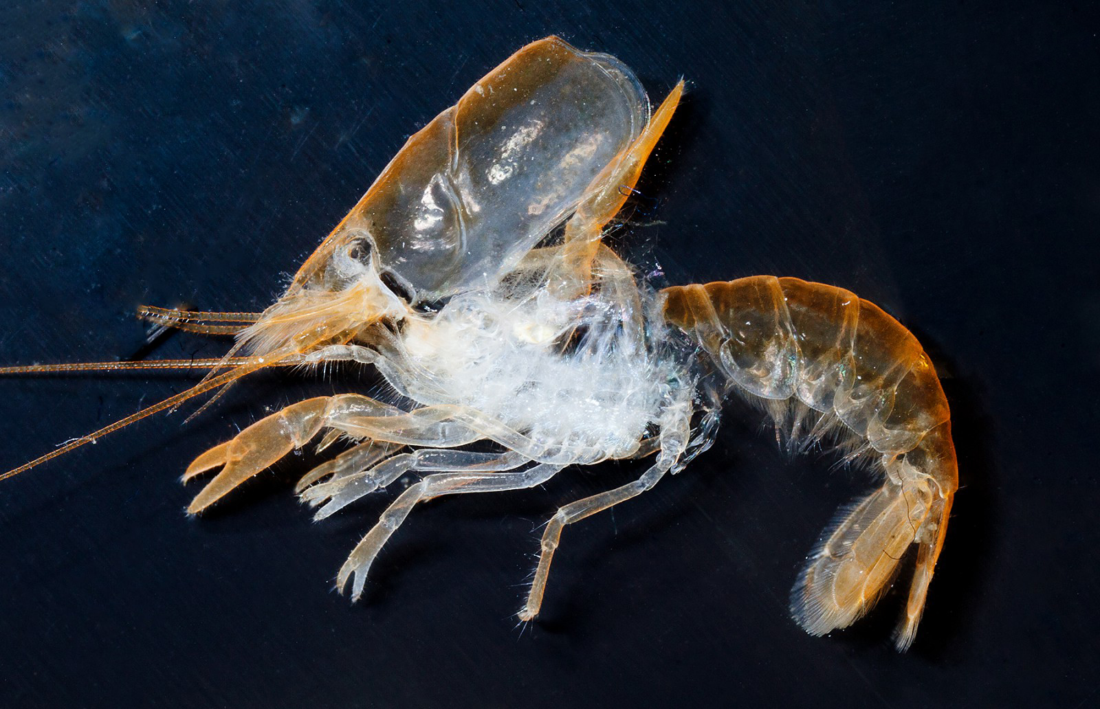 NatureHolic - MineralCube "Pure Mineral" - 47ml