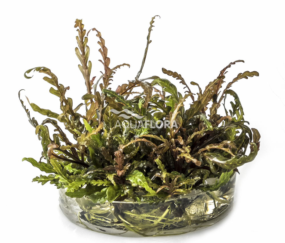 Aquaflora - Hygrophila pinnatifida - Fiederspaltiger Wasserfreund - in Vitro Aquaflora - Hygrophila pinnatifida - Fiederspaltiger Wasserfreund - in Vitro