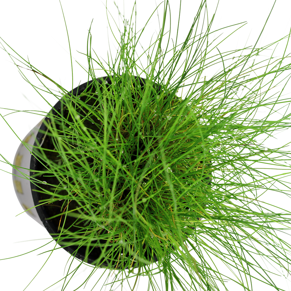 Eleocharis parvula - Zwergnadelsimse - im Topf Eleocharis parvula - Zwergnadelsimse - im Topf