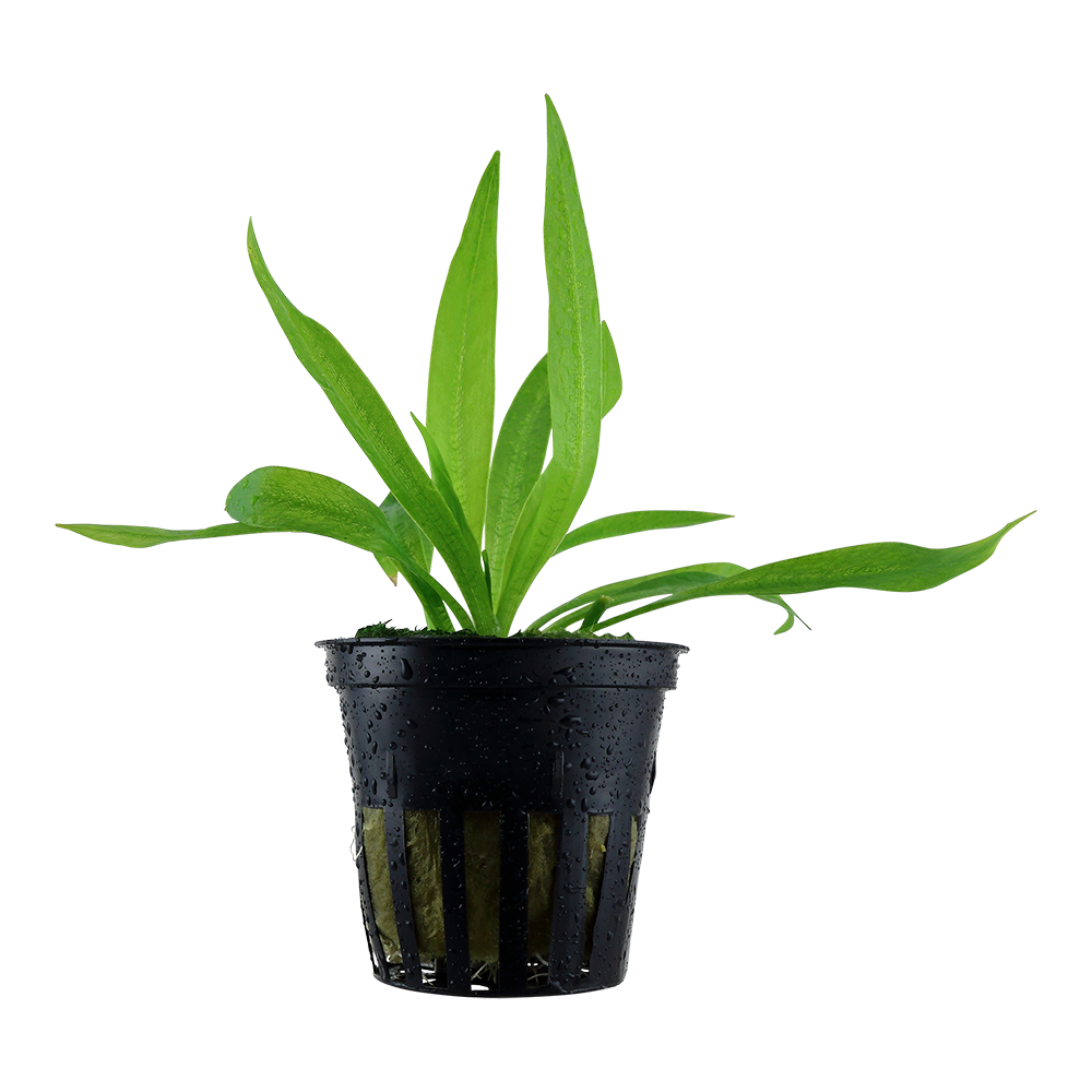 Helanthium bolivianum 'Quadricostatus' - Zwergamazonaspflanze - im Topf Helanthium bolivianum 'Quadricostatus' - Zwergamazonaspflanze - im Topf