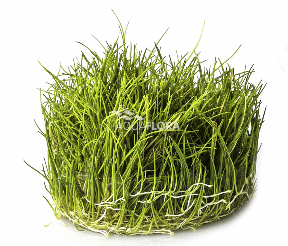 Aquaflora - Eleocharis parvula - Zwergnadelsimse - in Vitro Aquaflora - Eleocharis parvula - Zwergnadelsimse - in Vitro