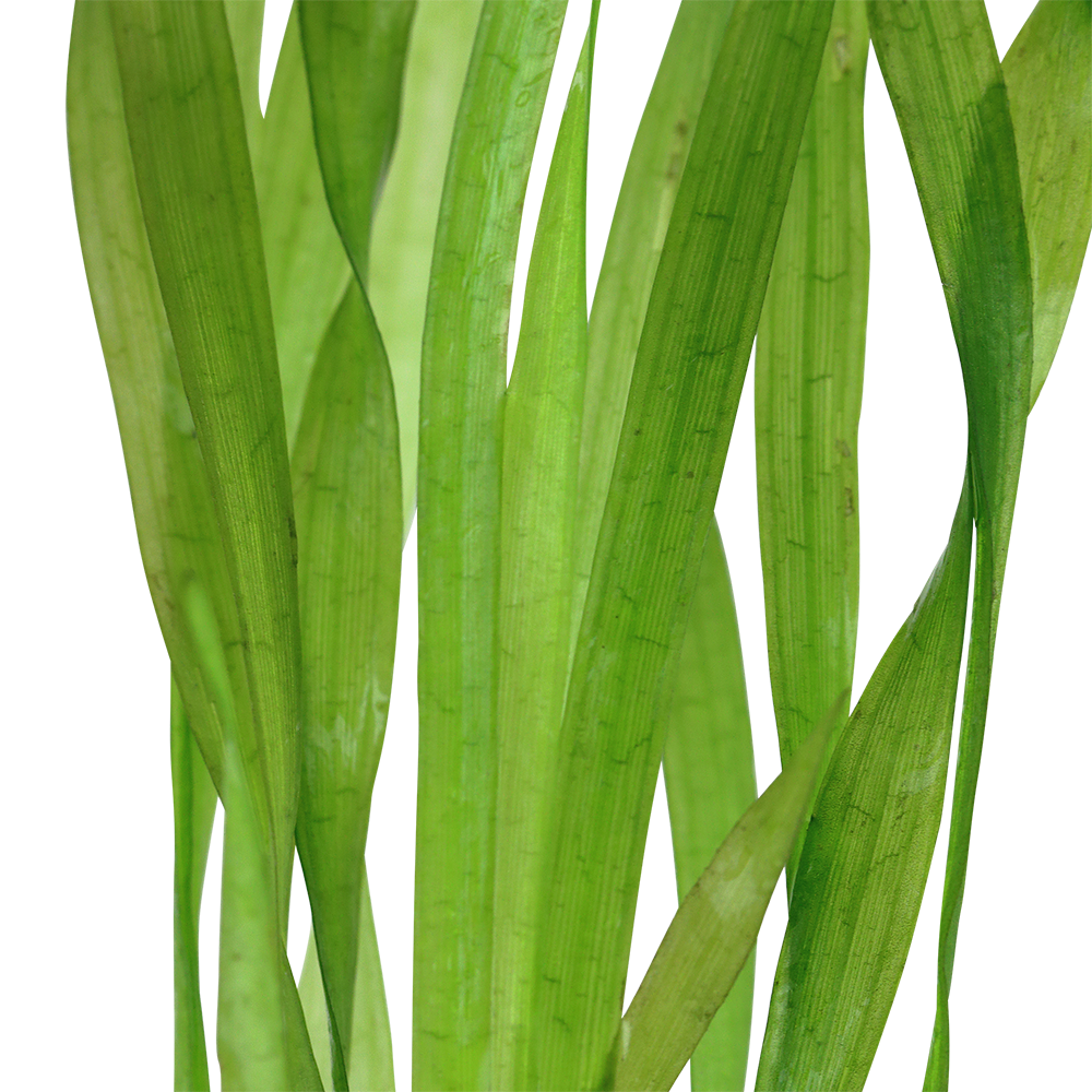 Tropica - Vallisneria americana 'Asiatica' - Bundpflanze Tropica - Vallisneria americana 'Asiatica' - Bundpflanze