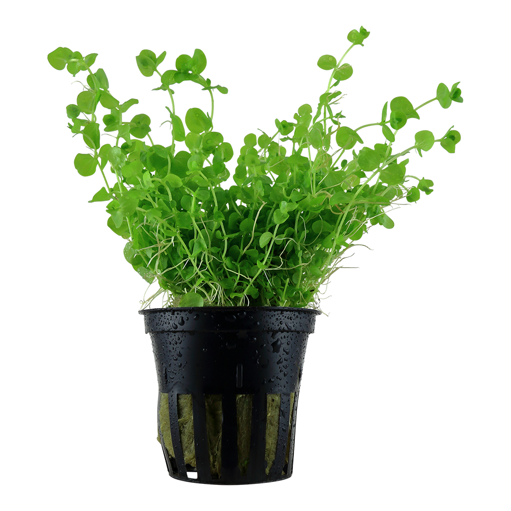 Micranthemum umbrosum - Rundblättriges Perlenkraut - im Topf Micranthemum umbrosum - Rundblättriges Perlenkraut - im Topf