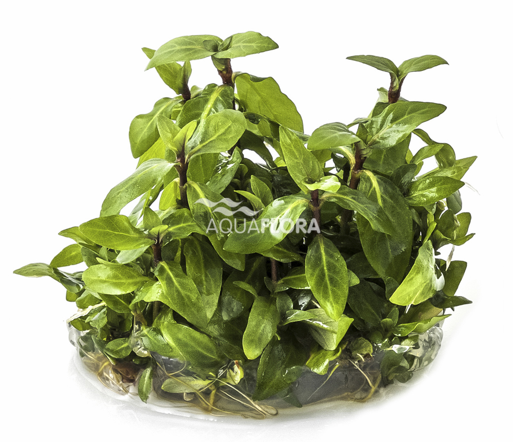 Aquaflora - Staurogyne repens - Kriechende Staurogyne - in Vitro Aquaflora - Staurogyne repens - Kriechende Staurogyne - in Vitro
