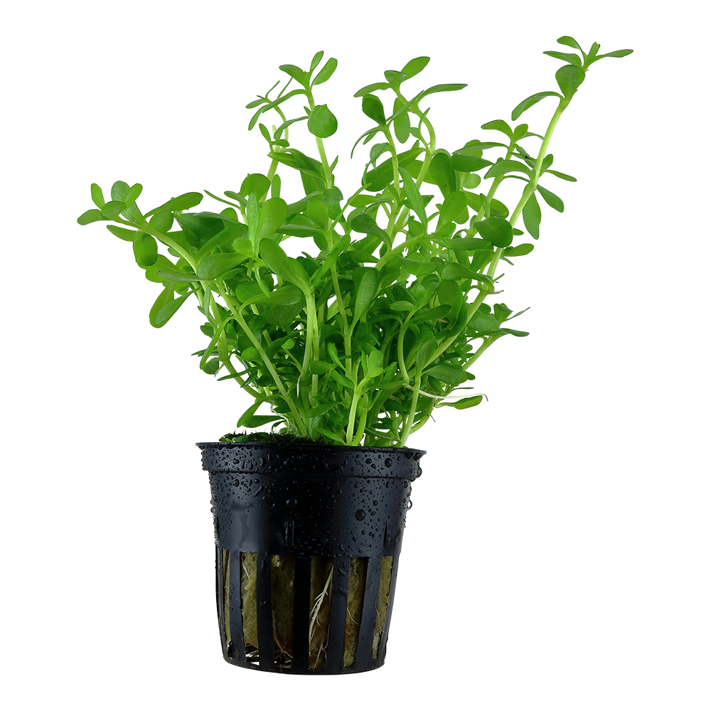 Bacopa monnieri 'Compact' - Kleines Fettblatt, kompakt - Topf in Einzelverpackung Bacopa monnieri 'Compact' - Kleines Fettblatt, kompakt - Topf in Einzelverpackung
