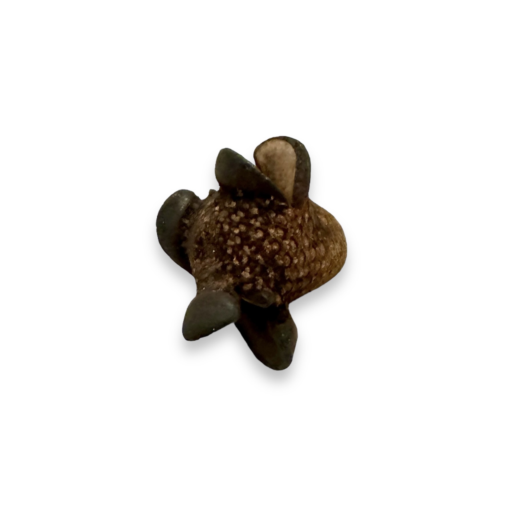 Banksien Baxteria Zapfen 5 cm