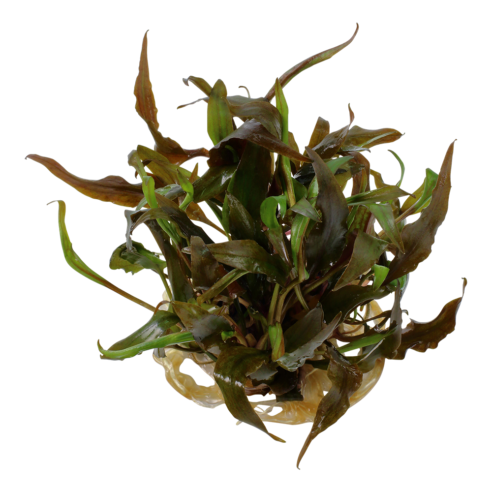 Cryptocoryne undulatus 'Red' - Roter Gewellter Wasserkelch - in Vitro Cryptocoryne undulatus 'Red' - Roter Gewellter Wasserkelch - in Vitro