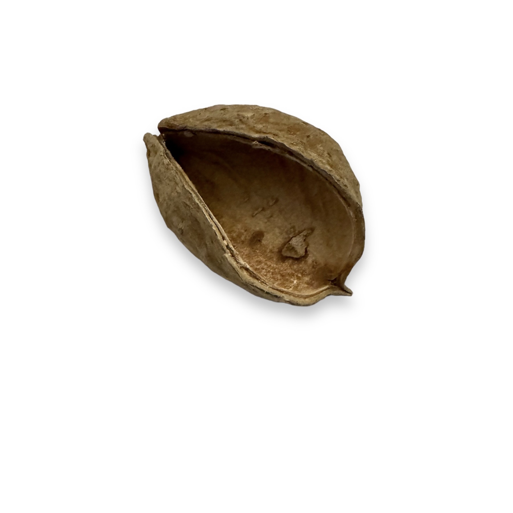 Xixa Calotropis gigantea 6-8 cm