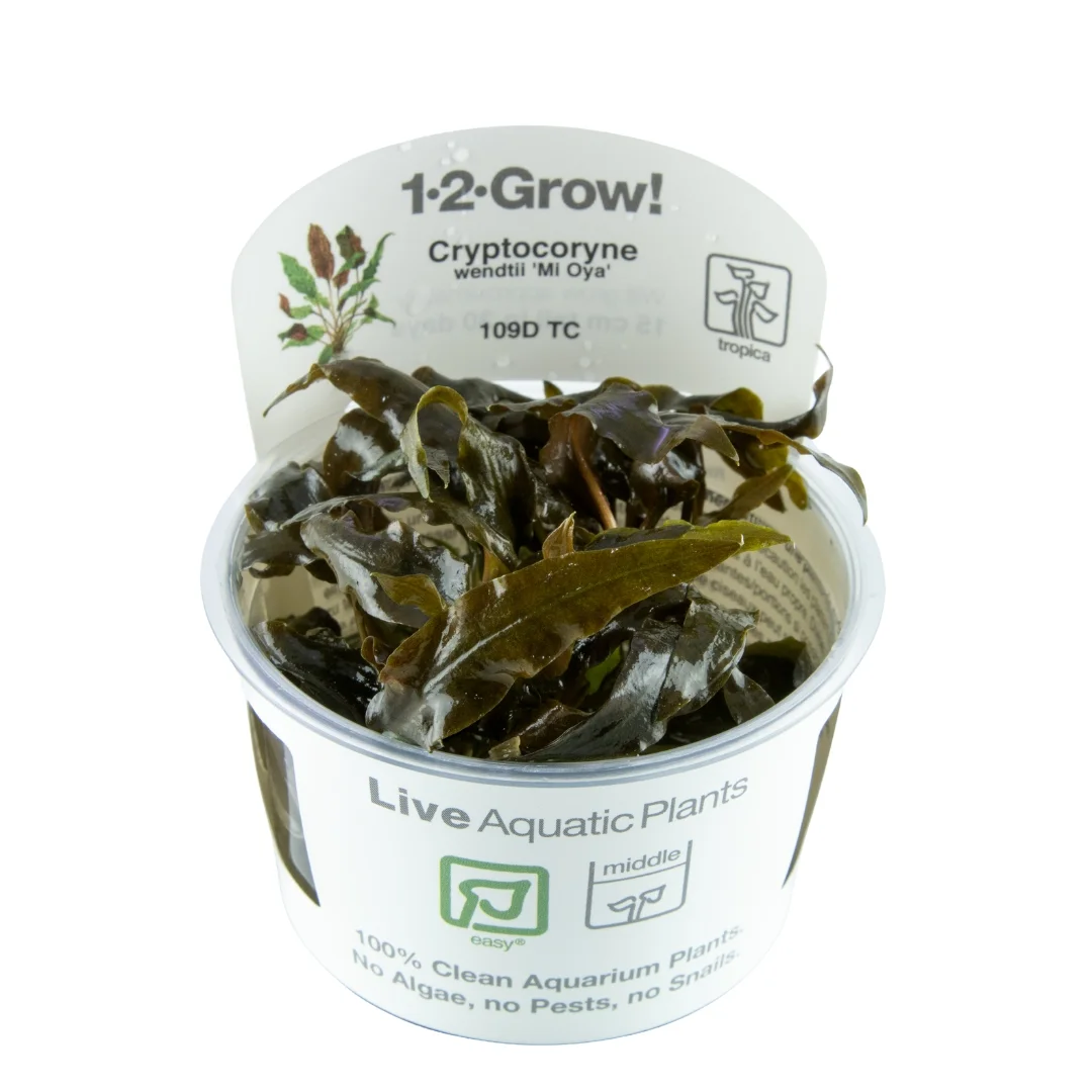 Cryptocoryne wendtii 'Mi Oya' - Wasserkelch