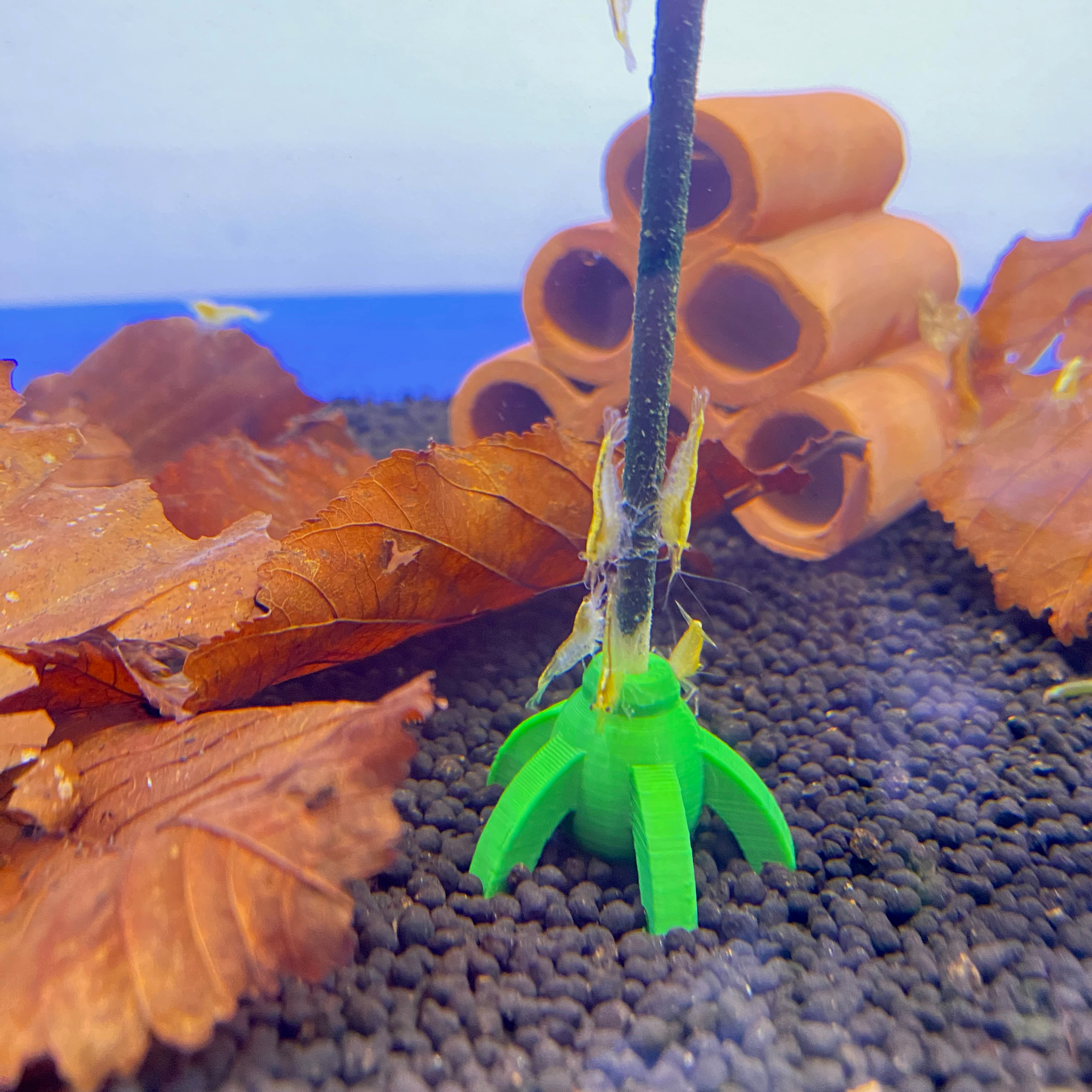 Shrimp Lollies Halter für den Boden bunt