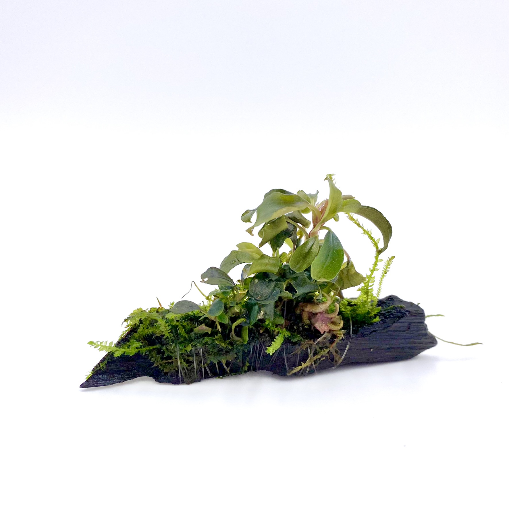 Aquaflora - Bucephalandra auf Holz nano (5-7cm) 