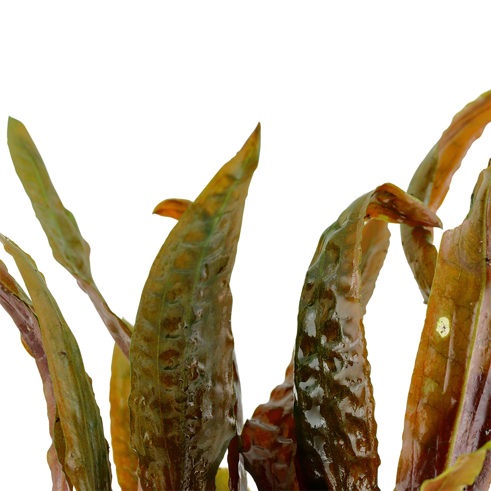 Tropica - Cryptocoryne usteriana - Riesen-Wasserkelch - im Topf Tropica - Cryptocoryne usteriana - Riesen-Wasserkelch - im Topf