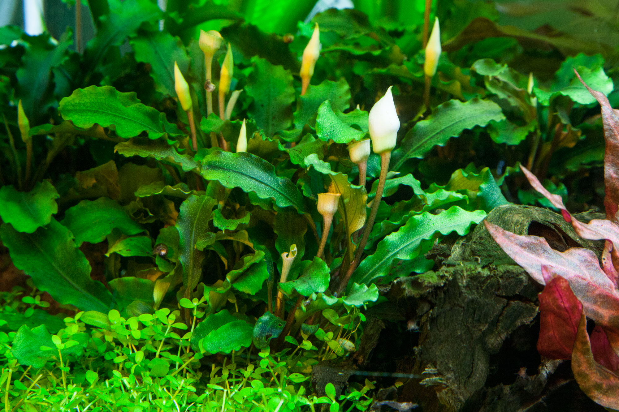 Bucephalandra pygmaea 'Bukit Kelam' - in Vitro Bucephalandra pygmaea 'Bukit Kelam' - in Vitro