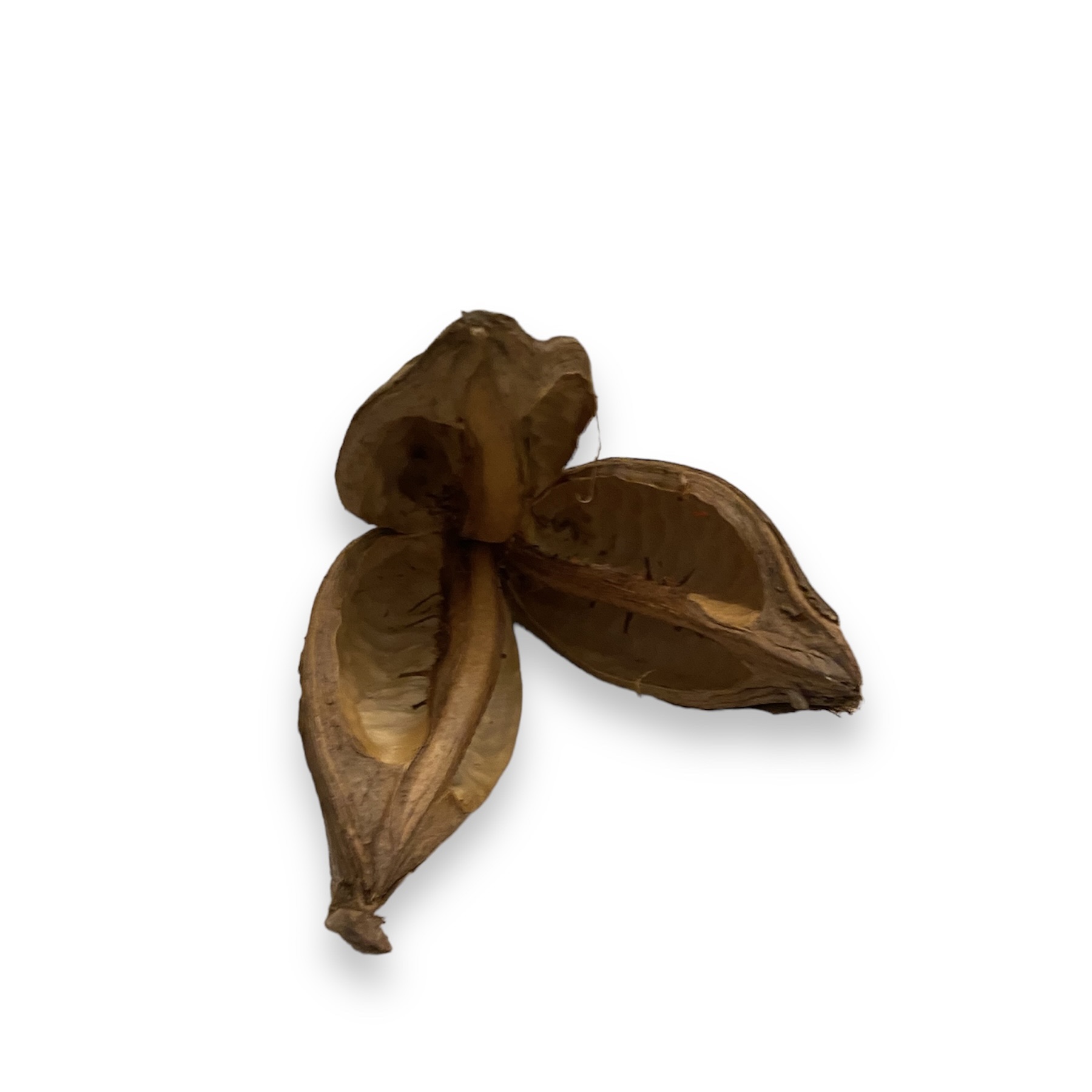 Sororoca Blume 9-14 cm