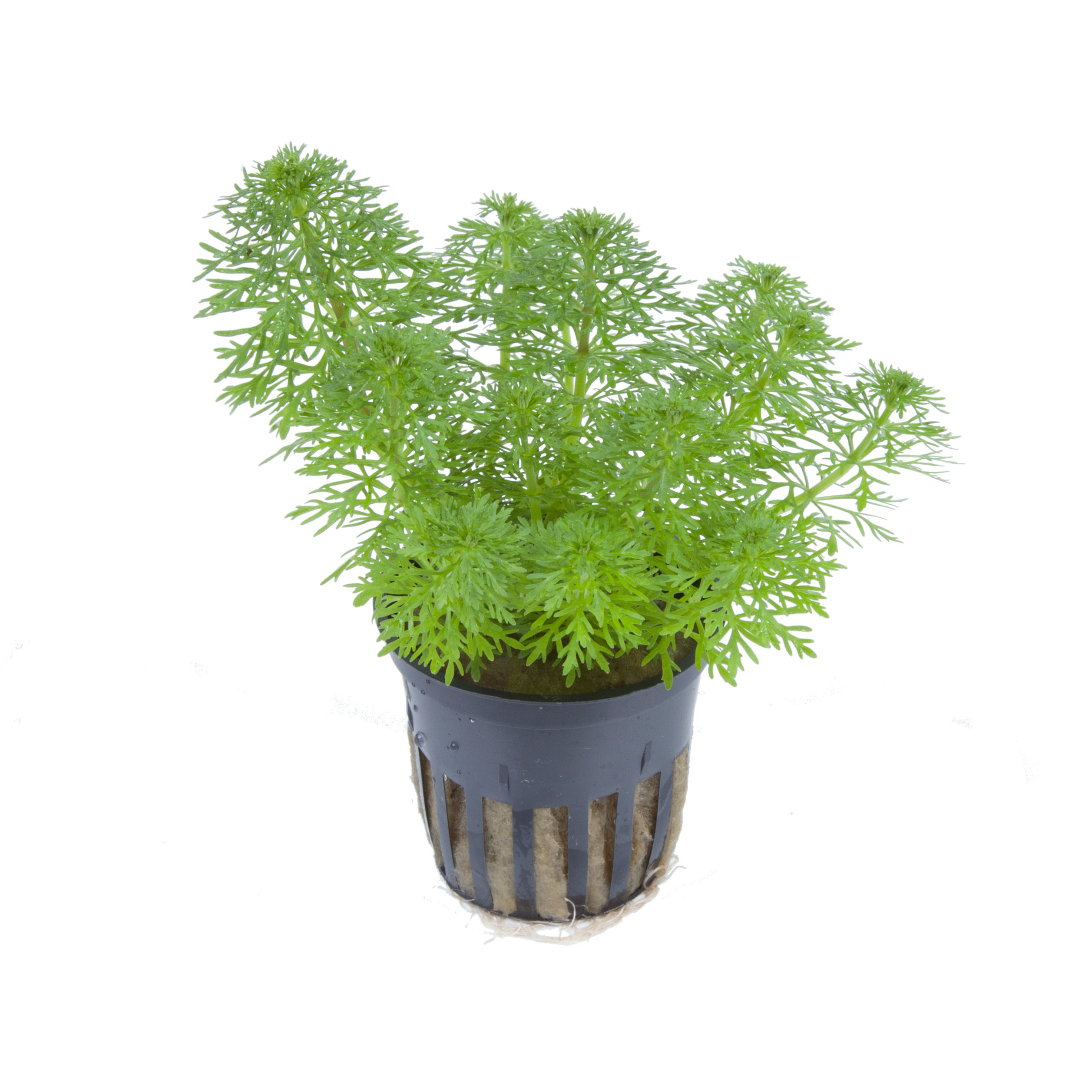 Limnophila sessiliflora - kleine Ambulia - im Topf Limnophila sessiliflora - kleine Ambulia - im Topf