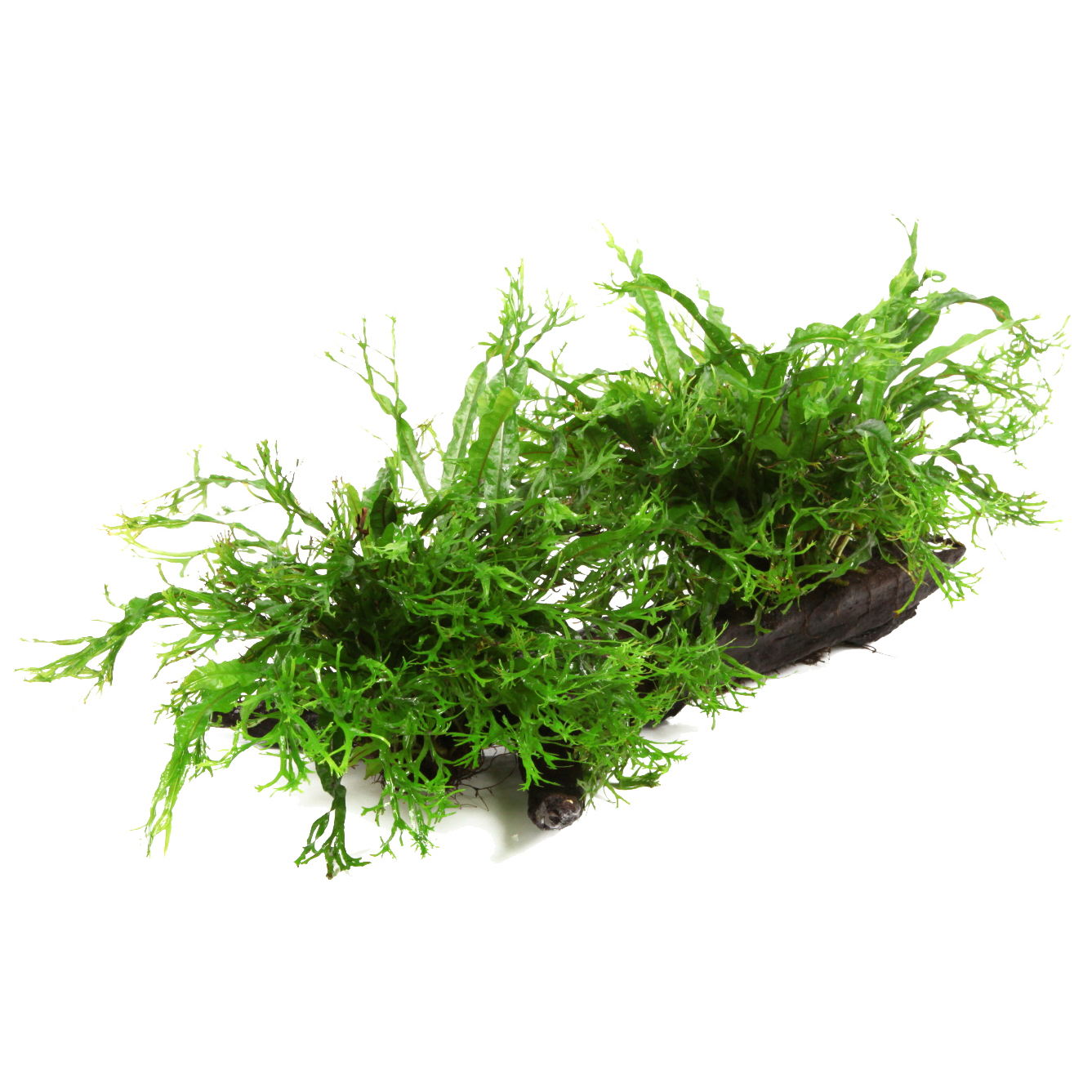 Tropica - Microsorum pteropus 'Windeløv' - Windeløv Javafarn - auf Wurzel XL