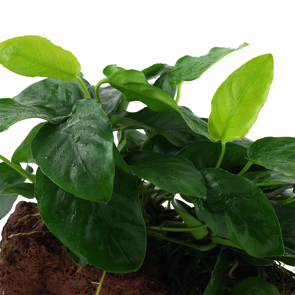 Anubias barteri var. nana - auf Lavastein Anubias barteri var. nana - auf Lavastein