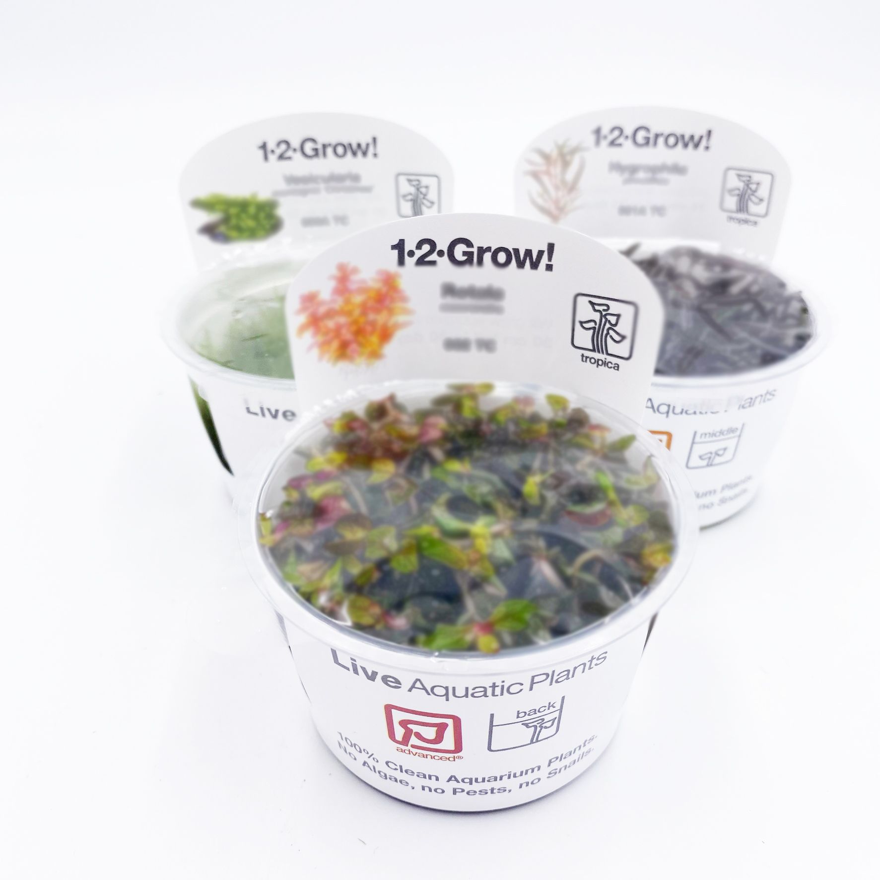 in Vitro Pflanzen Überraschungspaket 3 Becher