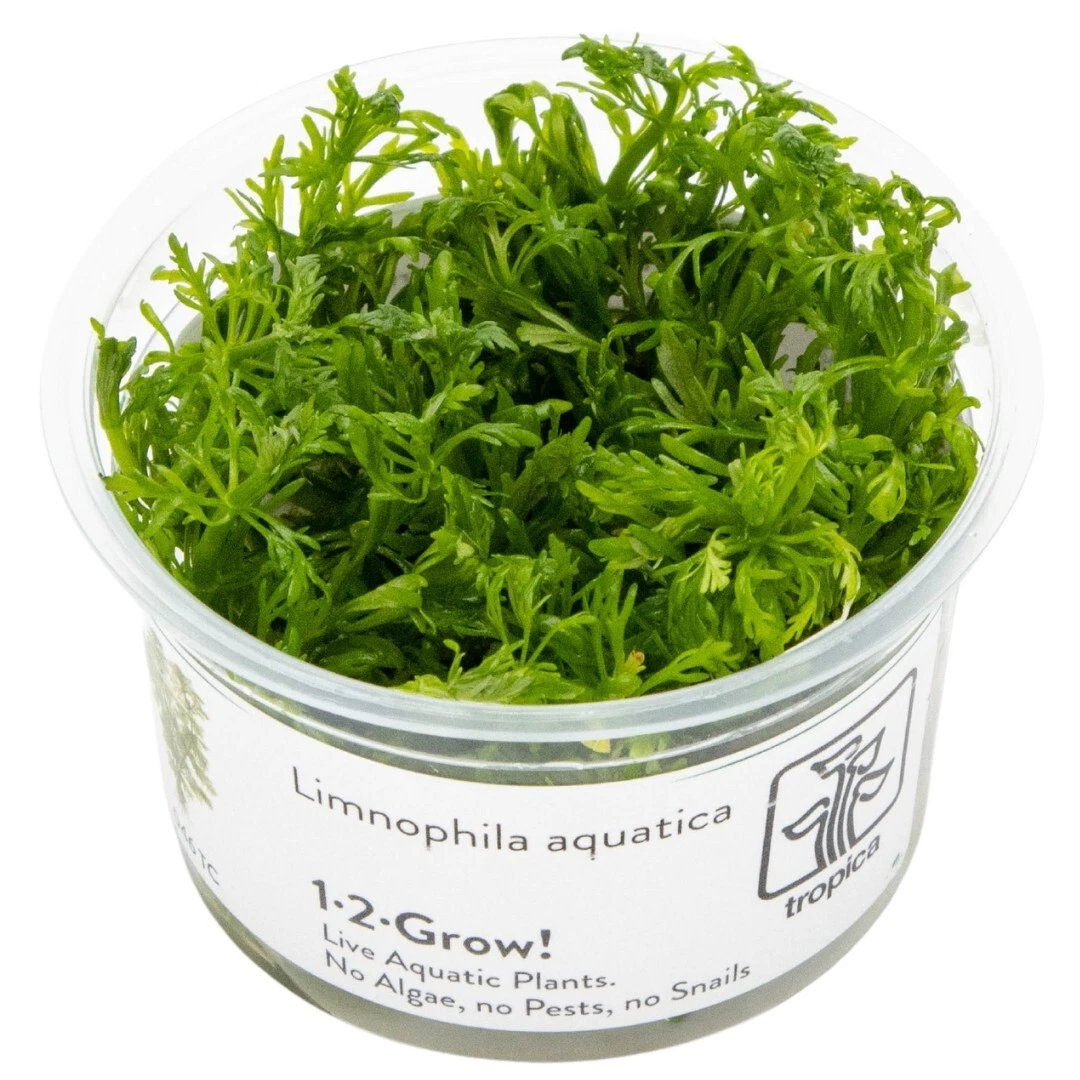 Limnophila aquatica - Wasser-Sumpffreund Limnophila aquatica - Wasser-Sumpffreund
