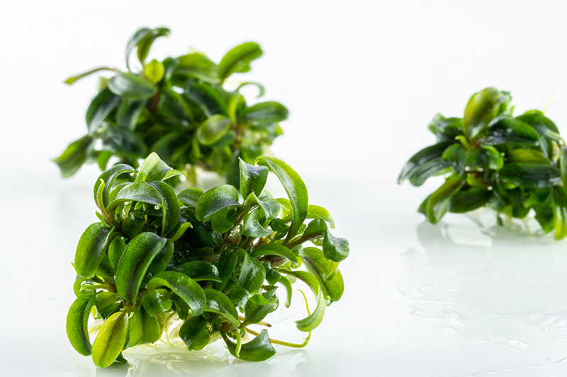 Tropica Bucephalandra "Needle leaf" - in Vitro