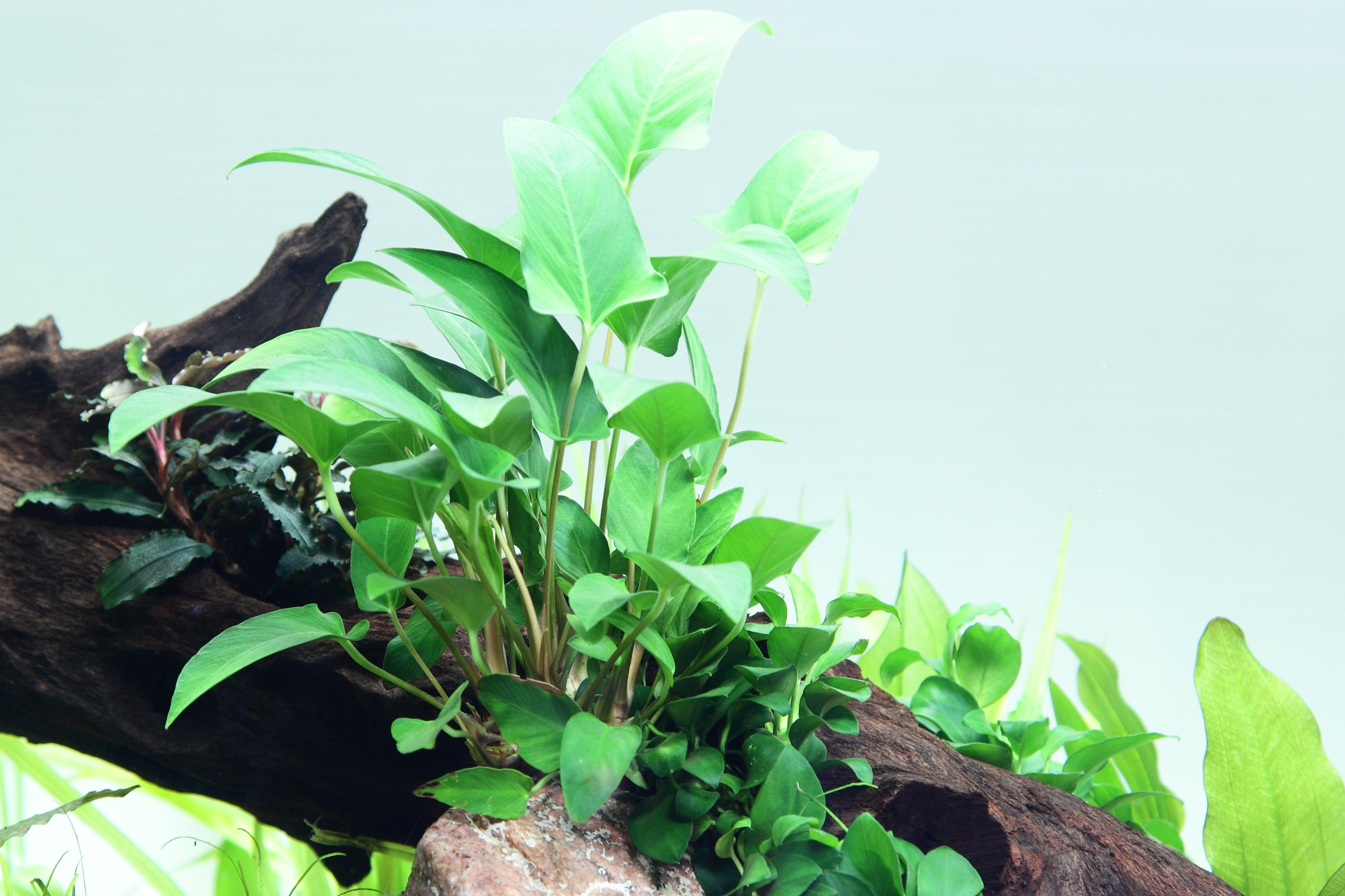 Anubias gracilis - Efeublättriges Speerblatt - im Topf Anubias gracilis - Efeublättriges Speerblatt - im Topf