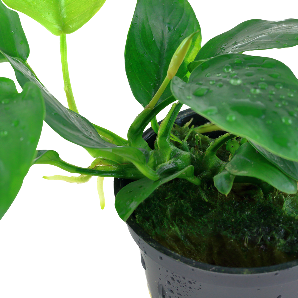 Anubias barteri var. nana - Topf in Einzelverpackung Anubias barteri var. nana - Topf in Einzelverpackung