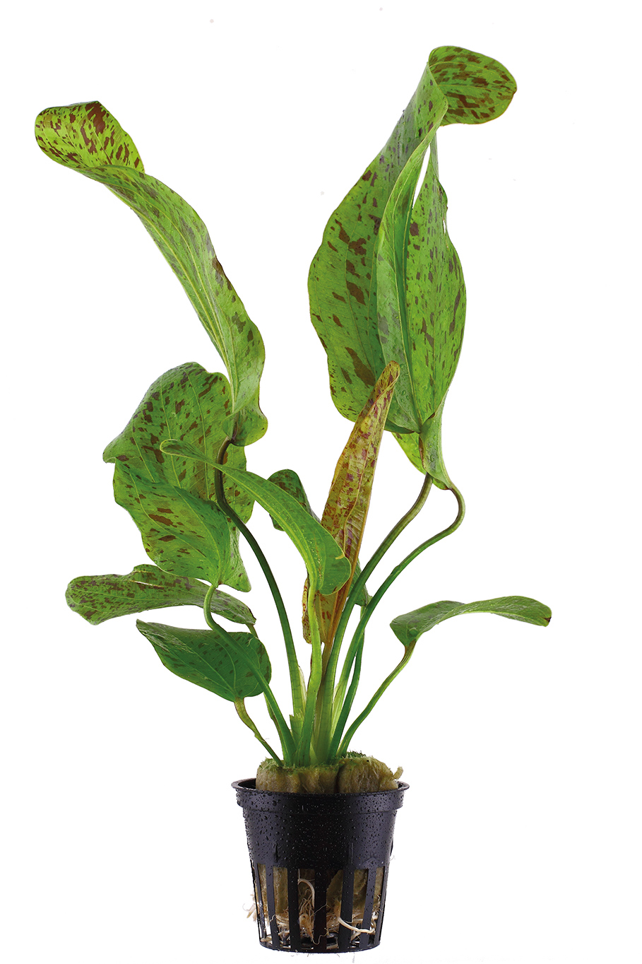 Echinodorus 'Ozelot Green' - Ozelot-Schwertpflanze - im Topf Echinodorus 'Ozelot Green' - Ozelot-Schwertpflanze - im Topf