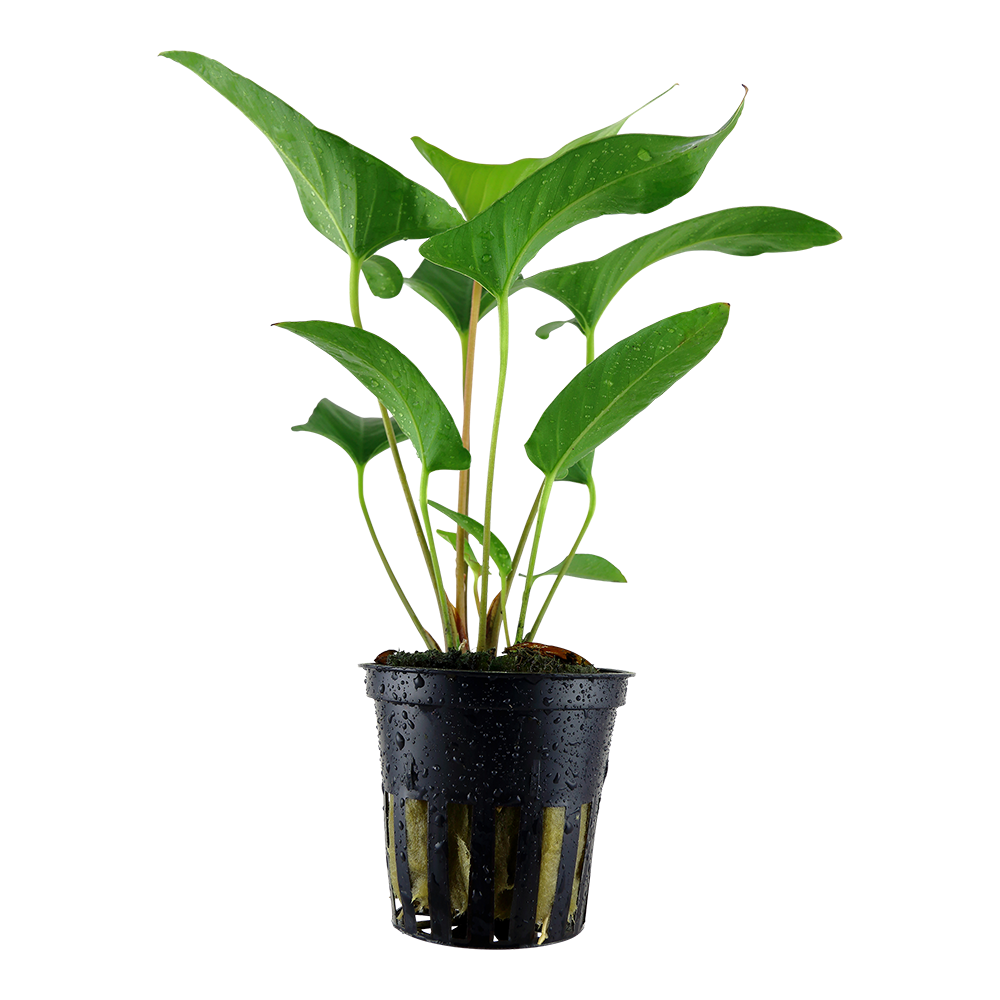 Anubias gracilis - Efeublättriges Speerblatt - im Topf Anubias gracilis - Efeublättriges Speerblatt - im Topf