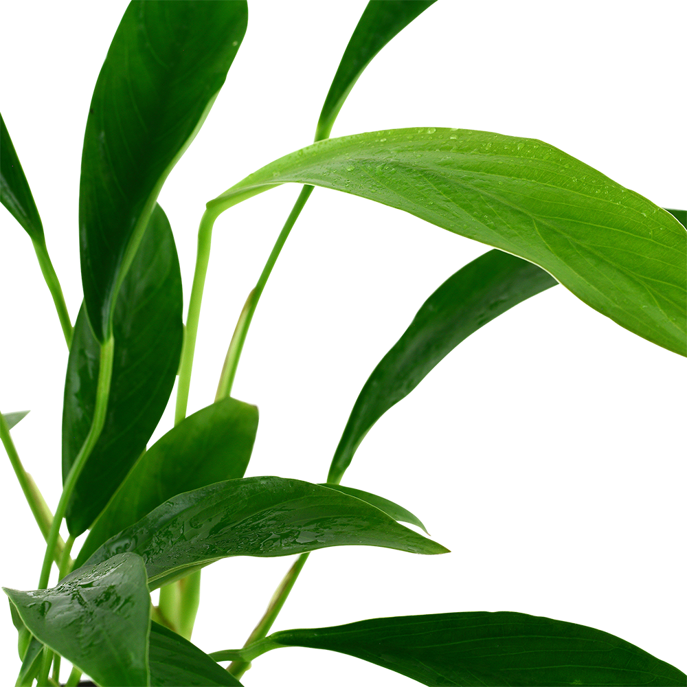 Anubias barteri var. angustifolia - Schmalblättriges Speerblatt - im Topf Anubias barteri var. angustifolia - Schmalblättriges Speerblatt - im Topf