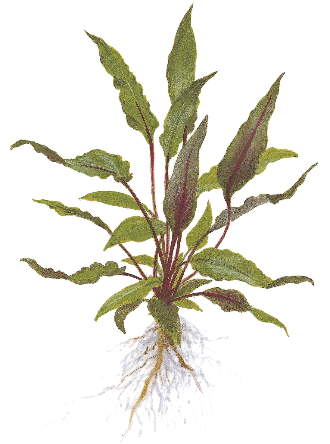 Cryptocoryne beckettii 'Petchii' - Wendts Wasserkelch grün - im Topf