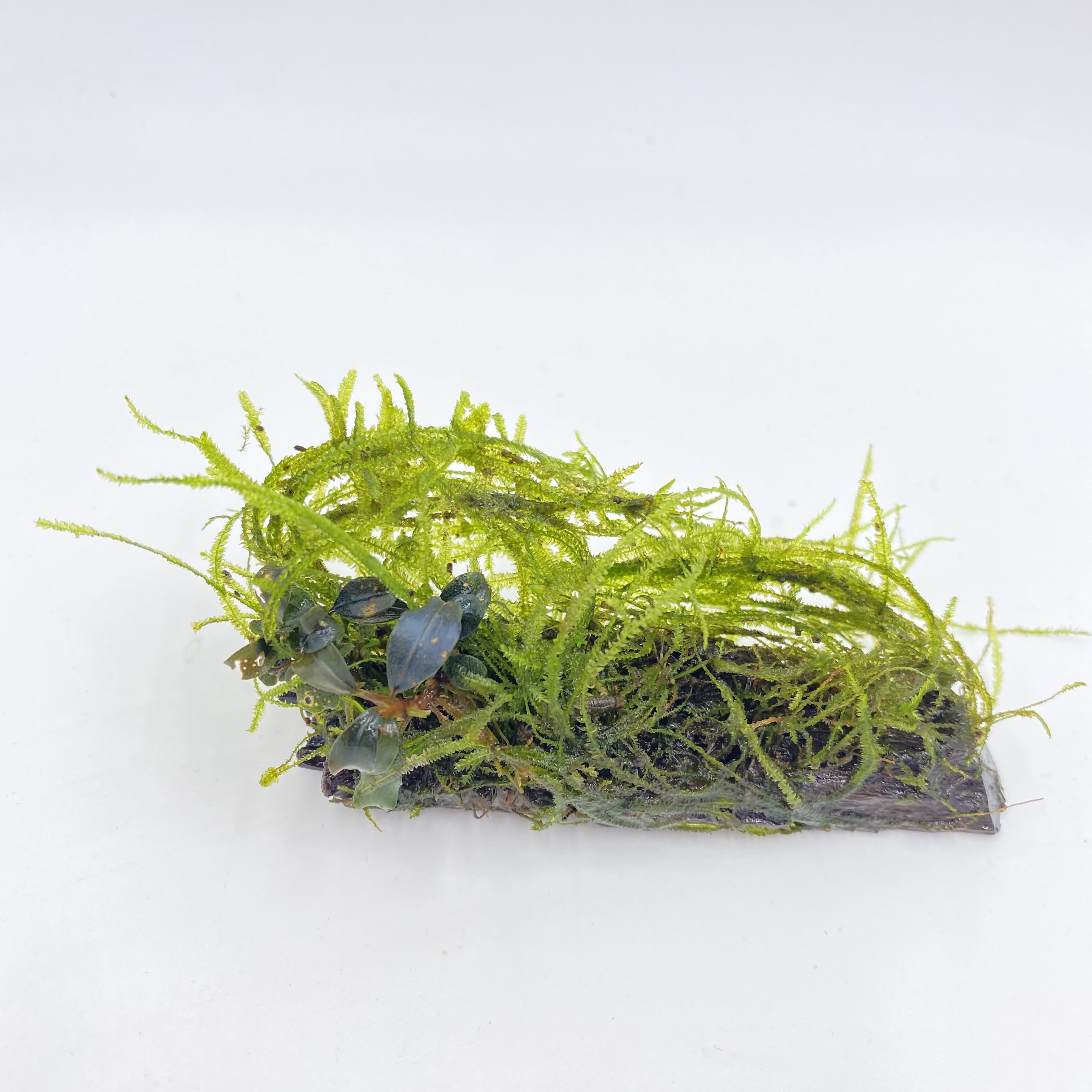 Aquaflora - Mini  Vesicularia Moos auf Holz nano (5-7cm) Aquaflora - Mini  Vesicularia Moos auf Holz nano (5-7cm)