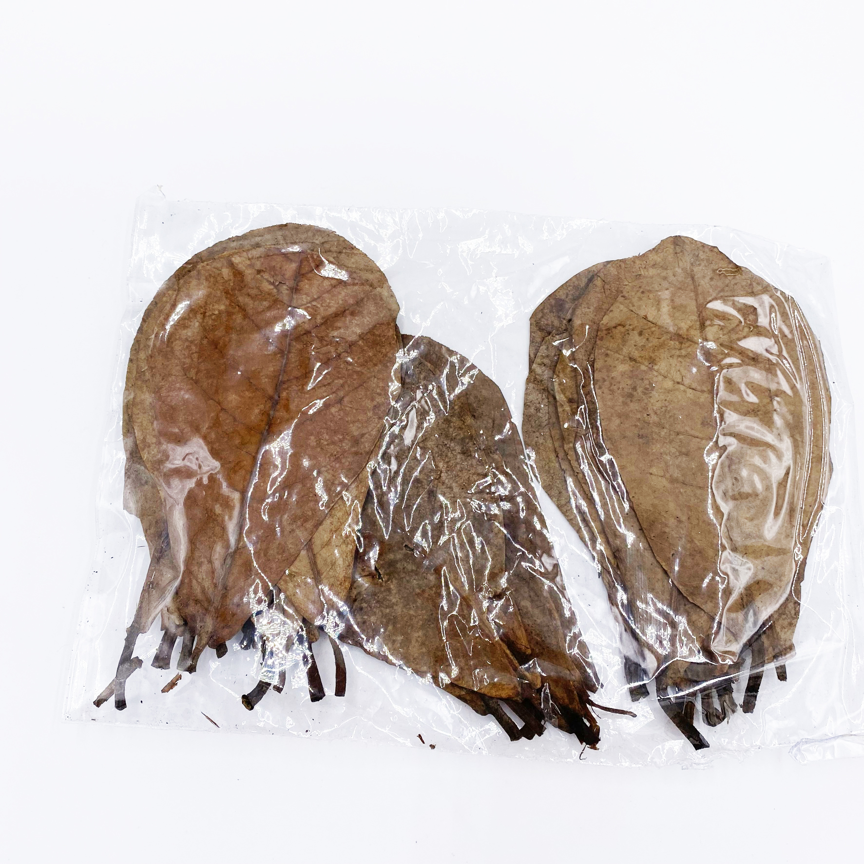 Seemandelbaumblätter 30 Stück