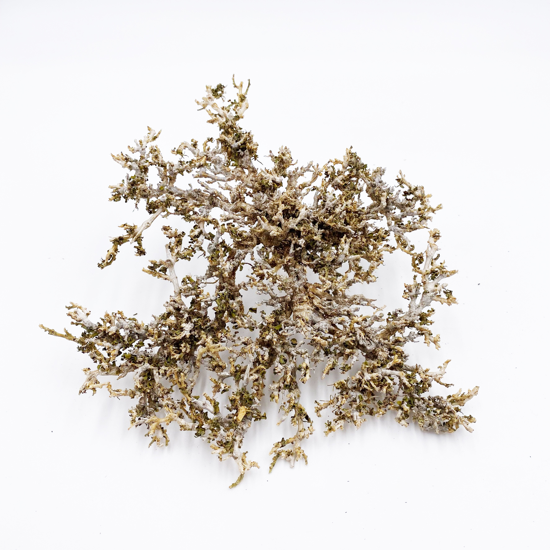 Garnelen Bäumchen / Fächer Naturprodukt