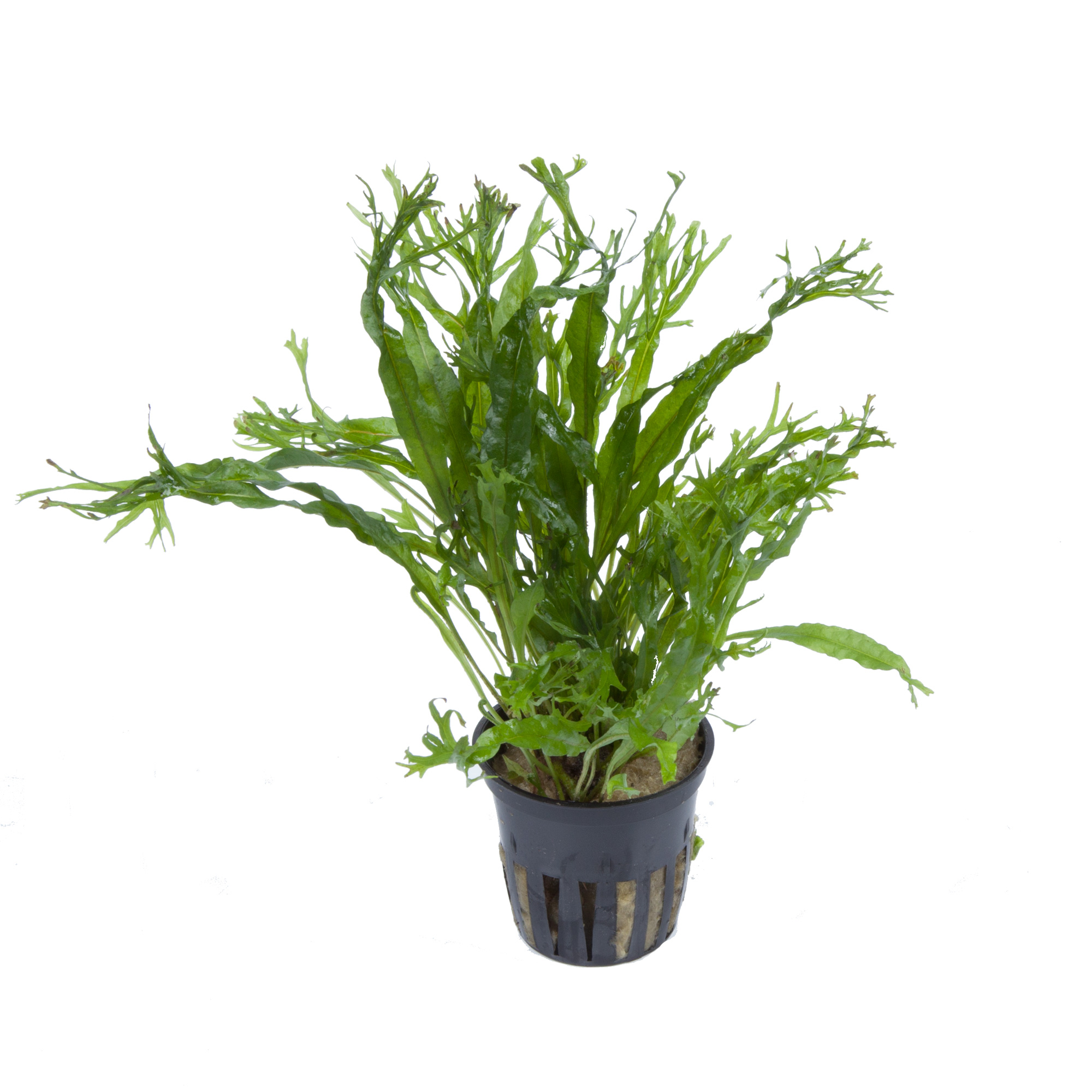 Tropica - Microsorum pteropus 'Windeløv' - Windeløv Javafarn - im Topf