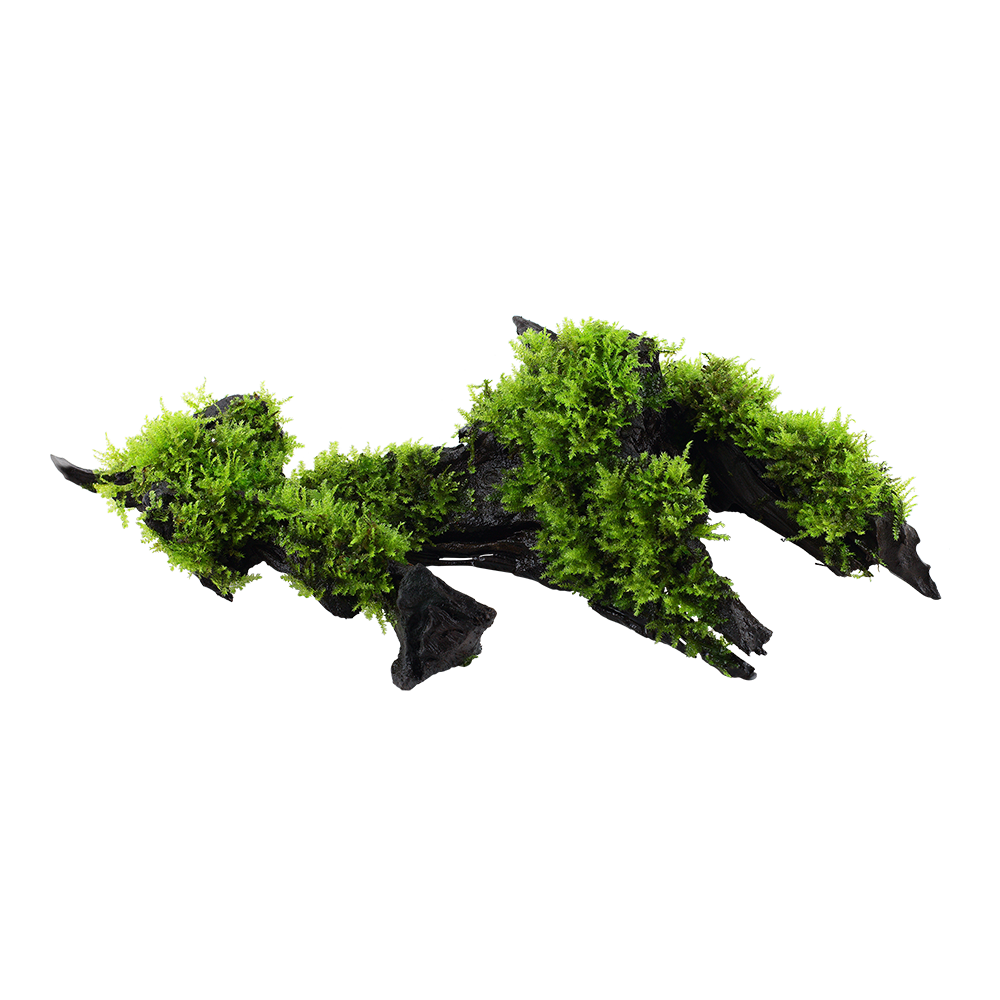 Vesicularia montagnei 'Christmas Moss' - auf Wurzel Vesicularia montagnei 'Christmas Moss' - auf Wurzel