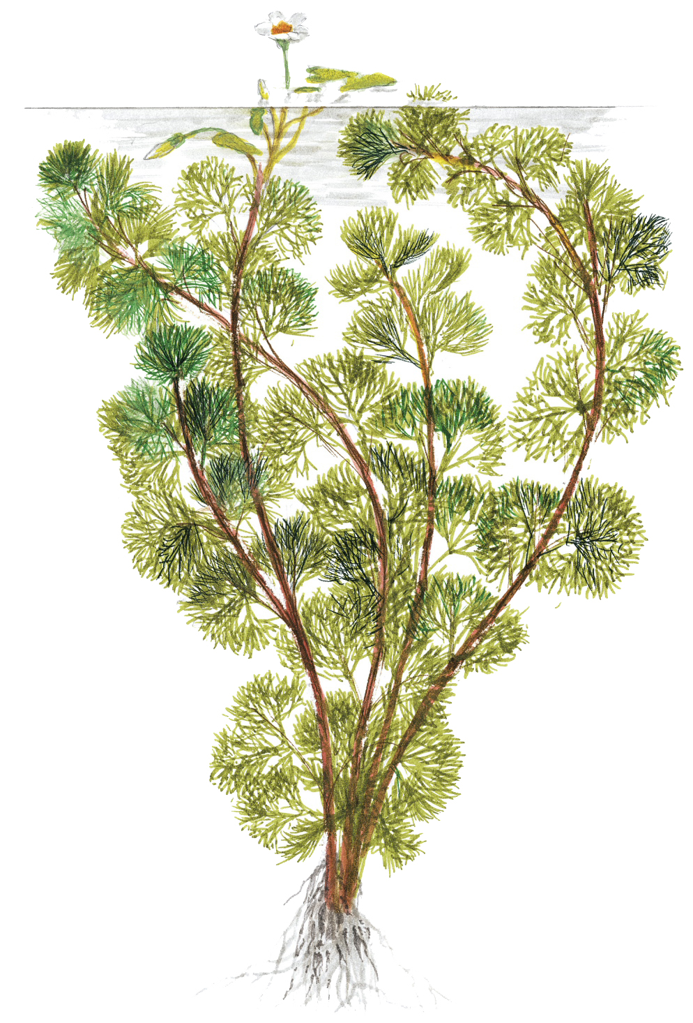 Cabomba aquatica - Riesen-Haarnixe - im Bund