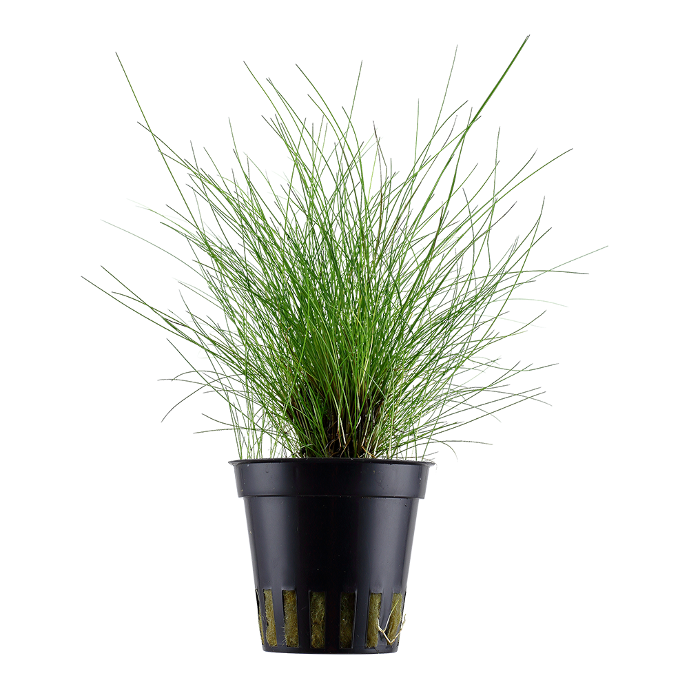 Eleocharis parvula - Zwergnadelsimse - im Topf Eleocharis parvula - Zwergnadelsimse - im Topf