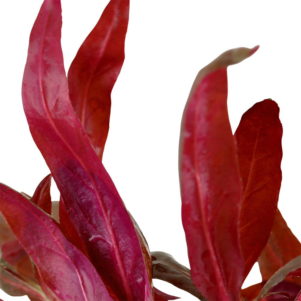 Tropica - Alternanthera reineckii 'Pink' - Lilafarbenes Papageienblatt - im Topf Tropica - Alternanthera reineckii 'Pink' - Lilafarbenes Papageienblatt - im Topf