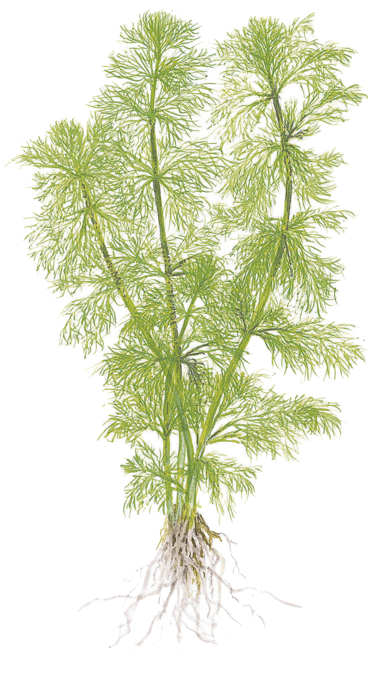 Limnophila aquatica - Wasser-Sumpffreund