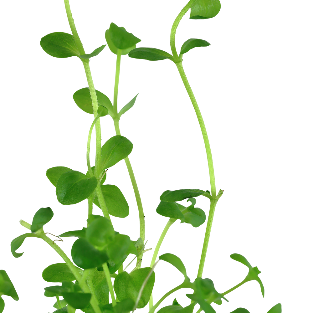 Bacopa australis - Südliches Fettblatt - im Topf Bacopa australis - Südliches Fettblatt - im Topf