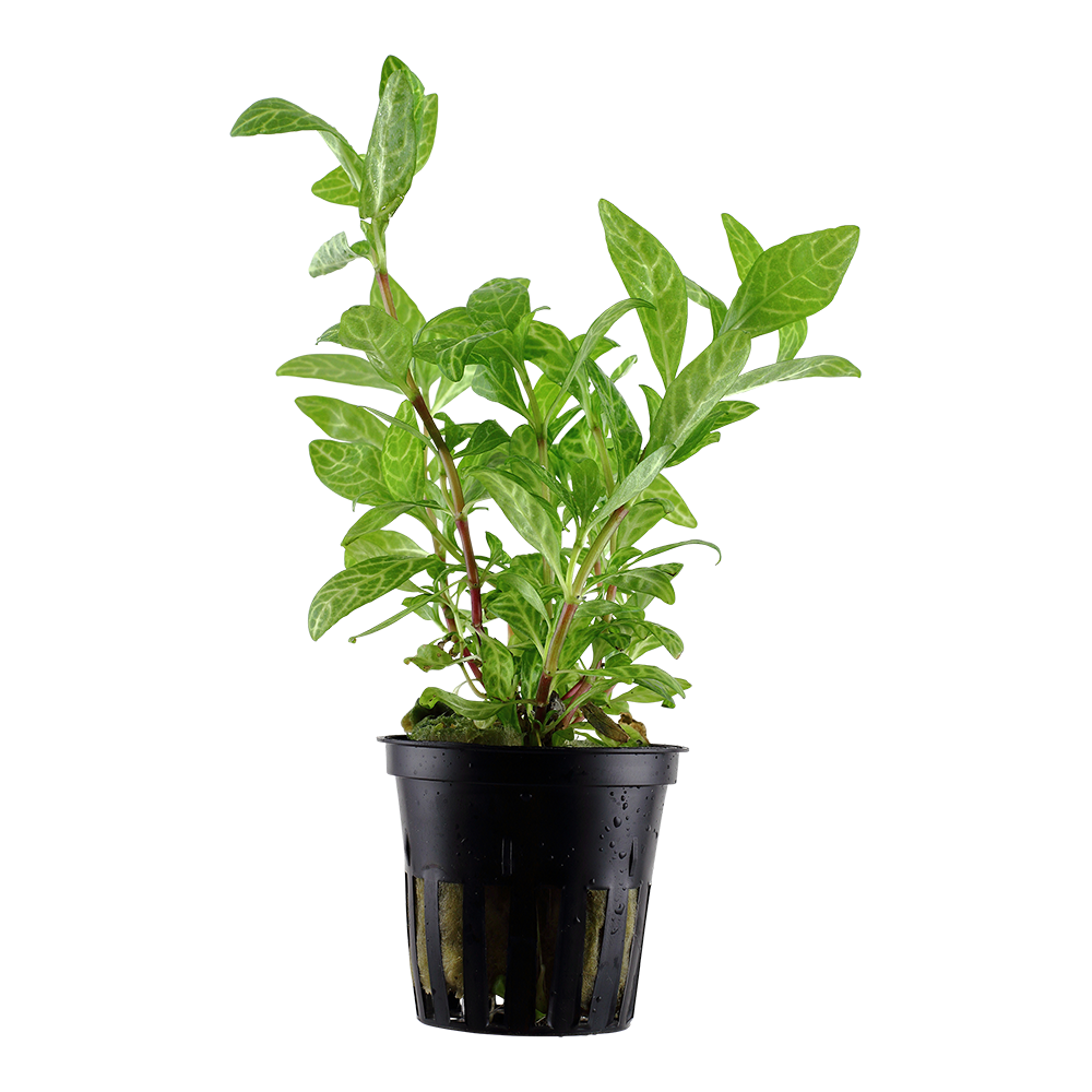 Tropica - Hygrophila polysperma 'Rosanervig' - Sunset-Wasserfreund - im Topf Tropica - Hygrophila polysperma 'Rosanervig' - Sunset-Wasserfreund - im Topf