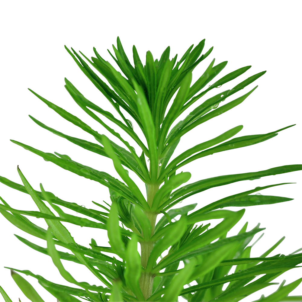 Pogostemon erectus deccanensis - Indische Sternpflanze - im Topf Pogostemon erectus deccanensis - Indische Sternpflanze - im Topf