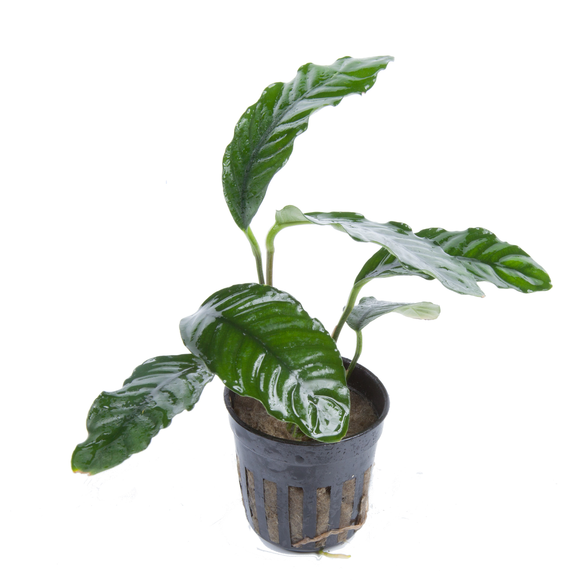 Tropica - Anubias barteri 'Coffeifolia' - im Topf Tropica - Anubias barteri 'Coffeifolia' - im Topf