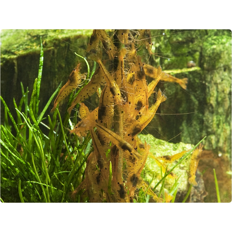 GlasGarten Shrimp Lollies 4 in1 Power Algae 8 St GlasGarten Shrimp Lollies 4 in1 Power Algae 8 St