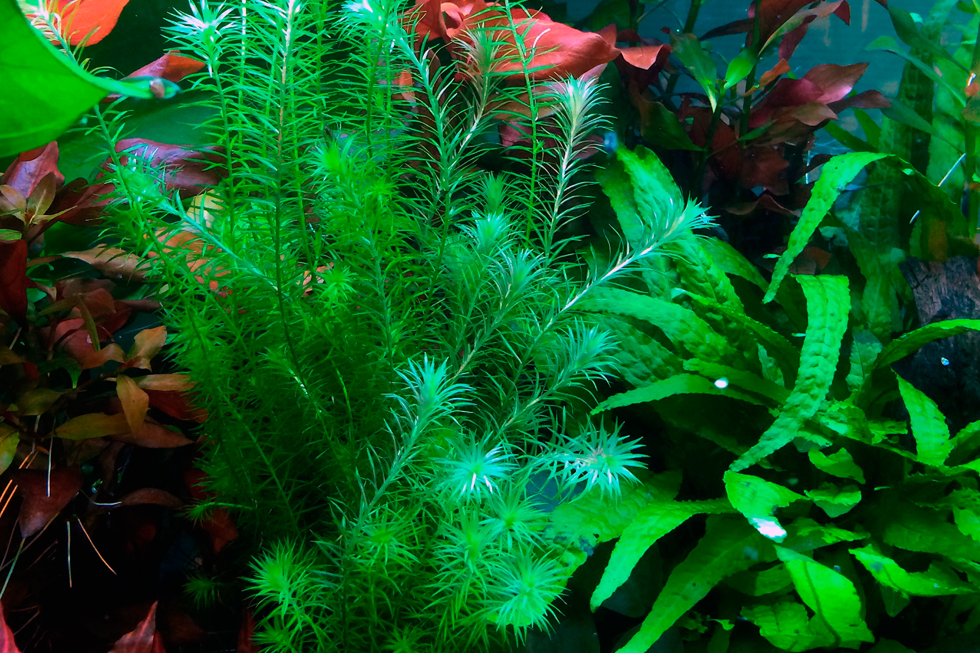 Tropica - Mayaca fluviatilis - Fluss-Mooskraut - im Bund Tropica - Mayaca fluviatilis - Fluss-Mooskraut - im Bund
