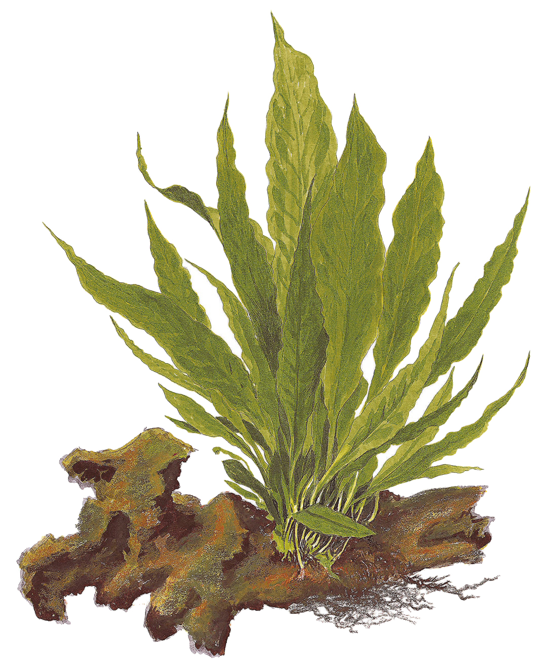 Microsorum pteropus - Javafarn - auf Wurzel