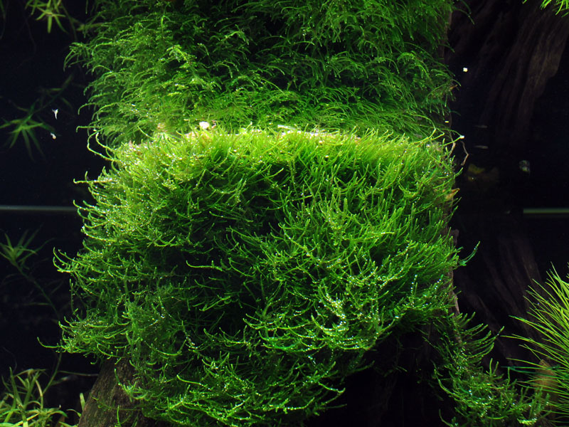 Taxiphyllum barbieri 'Bogor Moss' - Javamoos - Portion Taxiphyllum barbieri 'Bogor Moss' - Javamoos - Portion
