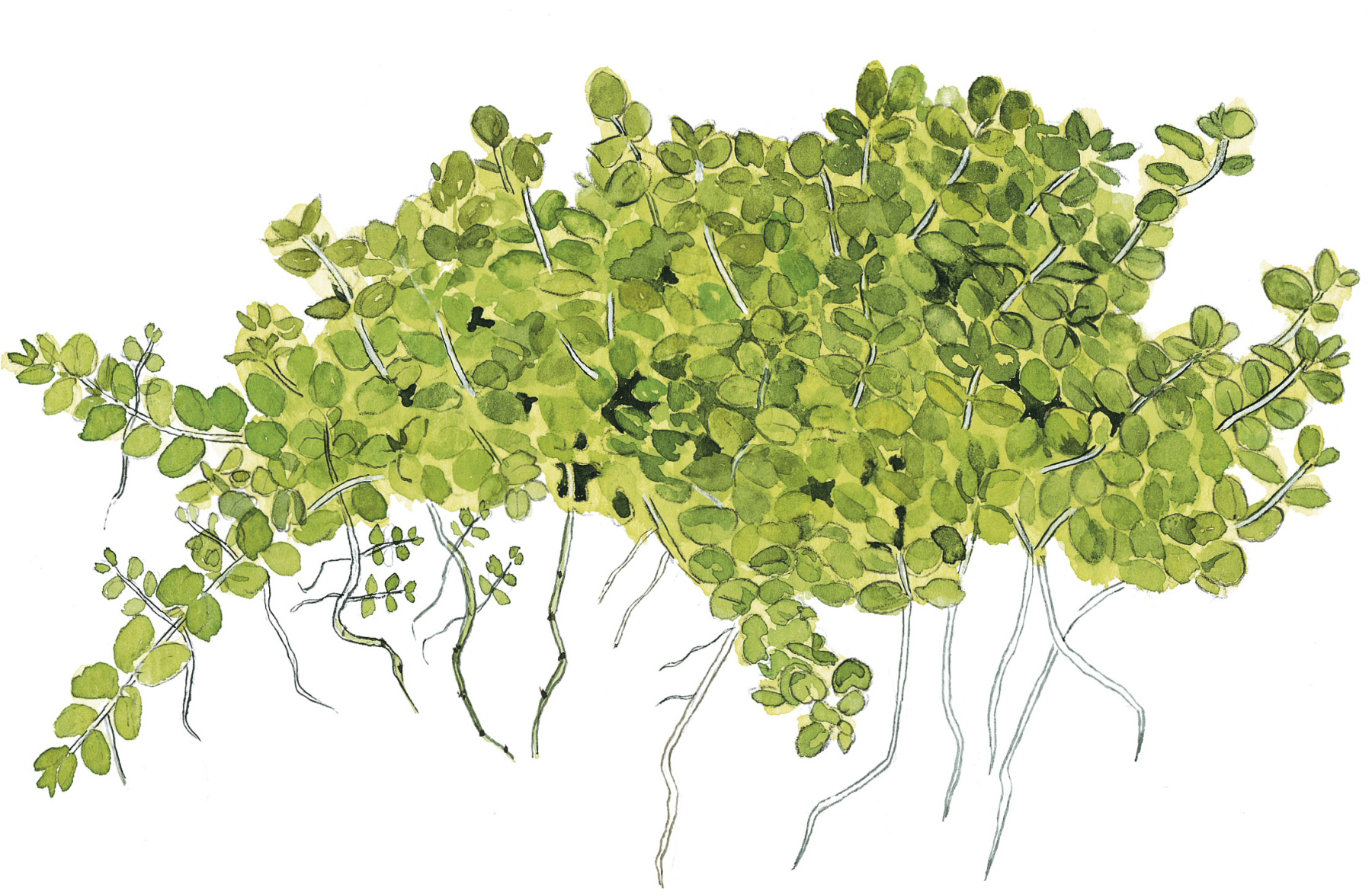 Micranthemum callitrichoides 'Cuba' - Kubanische Perlenkraut - im Topf